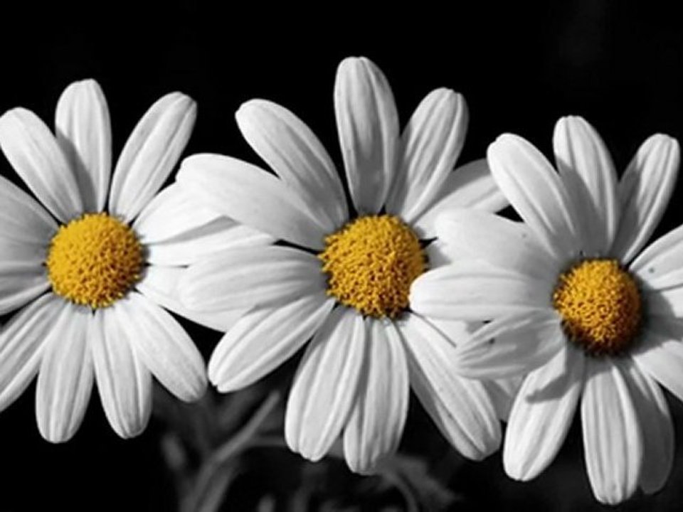 Zeki Müren -- Bulamazsın bulamazsın benim gibi seveni