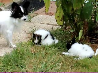 Chiots 2