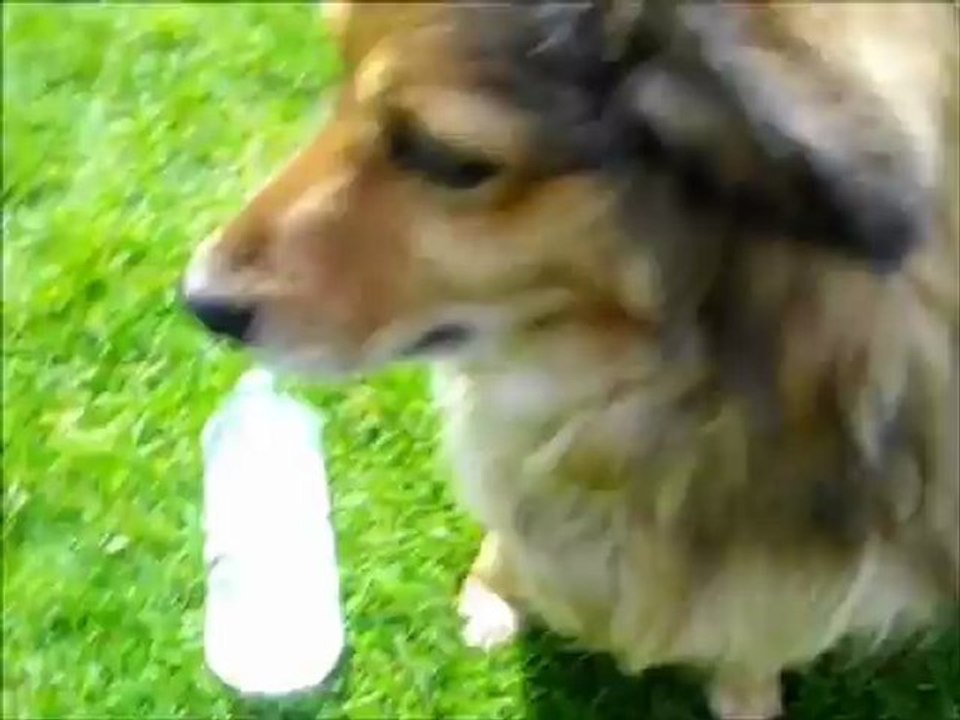 tibouille et son glaçon