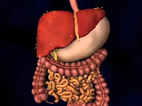 Insulin Resistance (Understanding Disease_ Diabetes & Endocrinology)