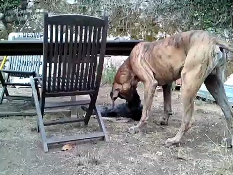 drathaar et dogue allemand