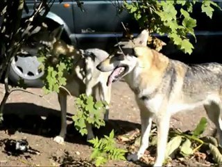 Elfen, Shiro et Draco - élevage Gaia Vlka