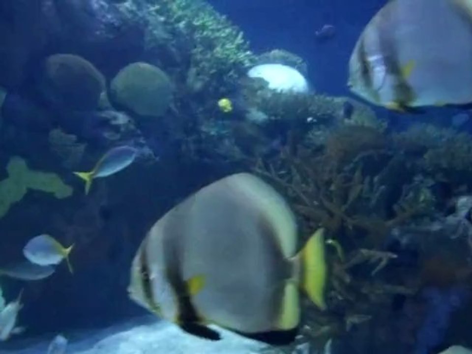 oceanografico de valencia