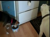 Alimentos para perros pitbull cachorros