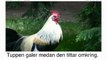 Learn Swedish with Video - This Swedish Lesson Is NOT Just for the Birds!!