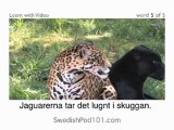 Learn Swedish with Video - This Swedish Lesson Proves That Curiosity Doesn't Always Kill the Cat!