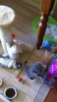 Les chatons d'août à 6 semaines le 8 septembre 2012