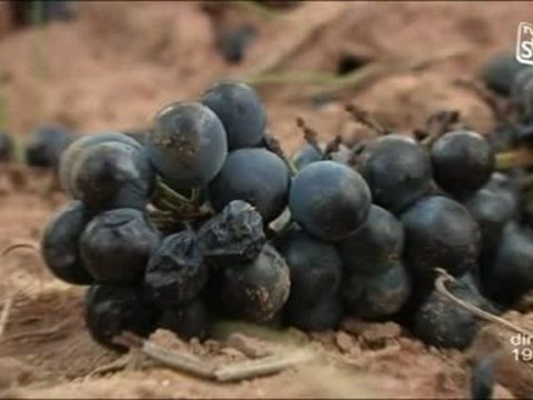 Trop de dégâts causés par les sangliers dans Le Gard (Nimes)