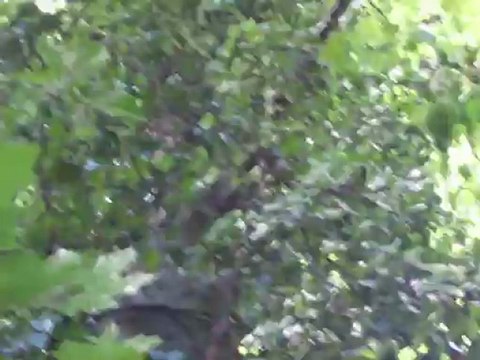 L'écureuil voyeur du bois de boulogne : bien regarder en bas des clichés de la prise vidéo