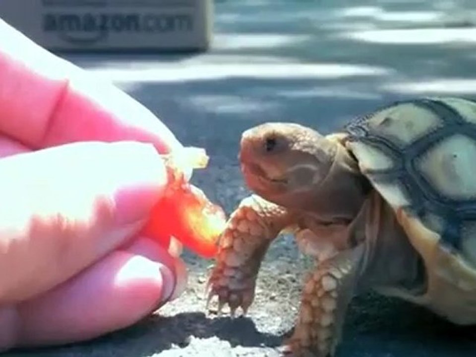 Kevin, la tortue qui mange une tomate !