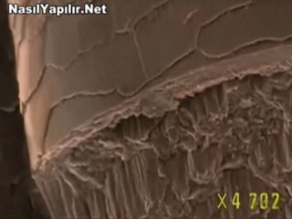 Binlerce Kez Büyütülmüş Saç Yapısı | NasılYapılır.Net |