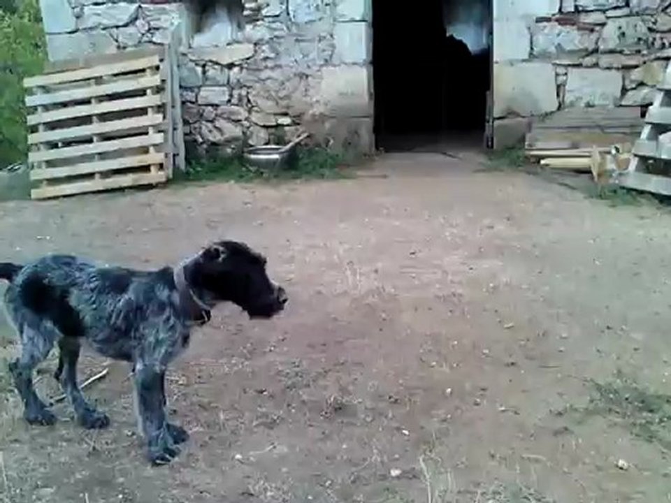 drathaar et dogue allemand 2