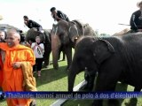 Le polo à dos d'éléphant, un sport toutes trompes dehors