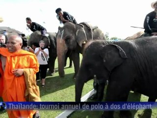 Le polo à dos d'éléphant, un sport toutes trompes dehors