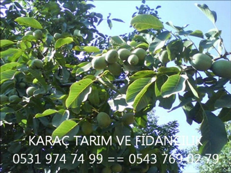 CEVİZ FİDANI  KARAÇ TARIM VE FİDANCILIK 0531 974 74 99