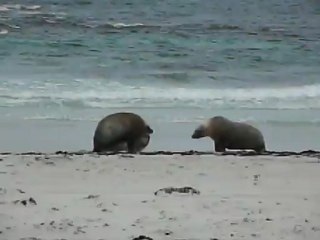 kangaroo island lion mer accouplement