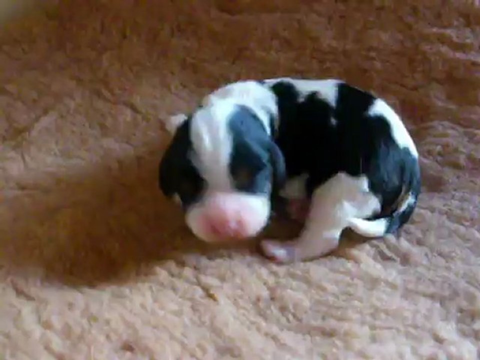 chiots  chanel  septembre 2012 007