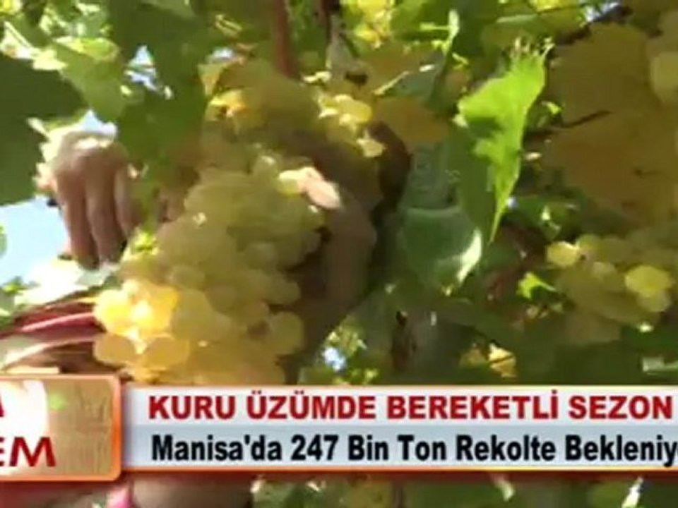 KURU ÜZÜMDE BEREKETLİ SEZON