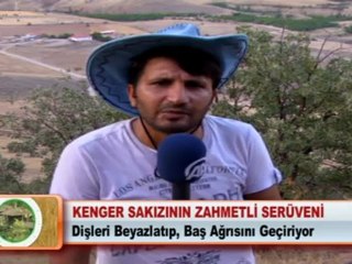 KENGER SAKIZININ ZAHMETLİ SERÜVENİ