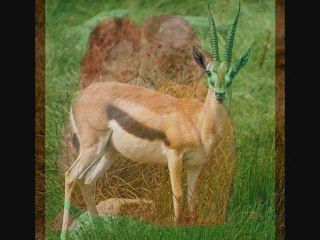 Aziouz RAIS...Ballah Alik...