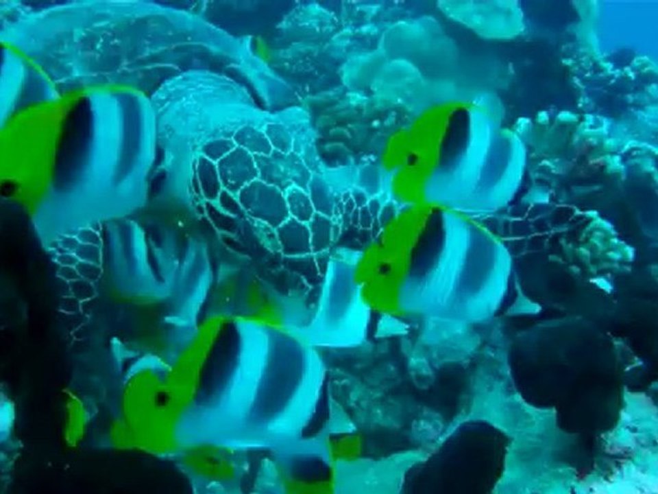 Rencontre avec une tortue à FAKARAVA