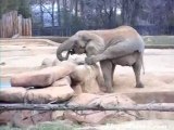 Bu Fil Yoga Yapıyor