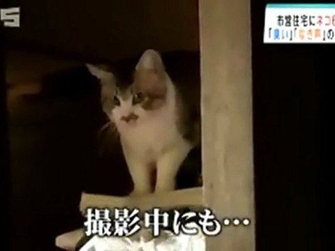 20120913市営住宅一室で猫６２匹飼育