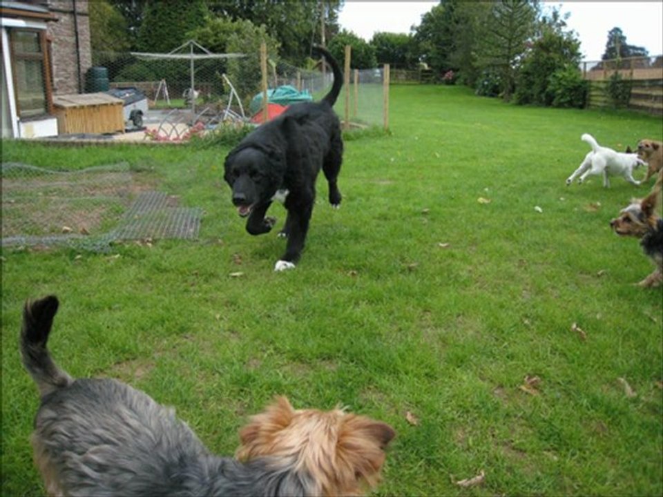 PortersDogs13Sep12