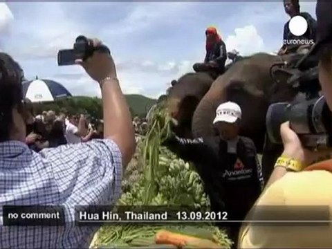 Elephant Polo in Thailand - no comment