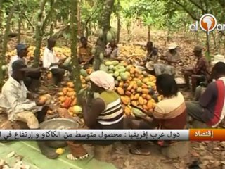 دول غرب إفريقيا  محصول متوسط من الكاكاو و إرتفاع في الأسعار