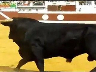 FINALE DES COCARDES DAX 2012