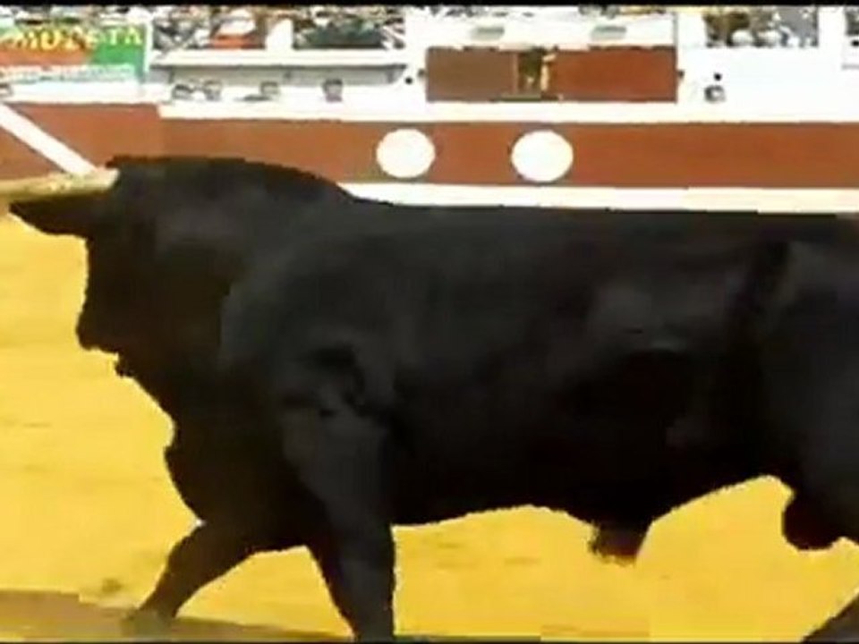 FINALE DES COCARDES DAX 2012
