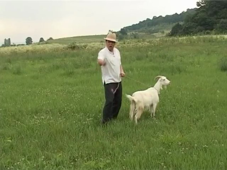 Varu Sandel - Capra vecinului