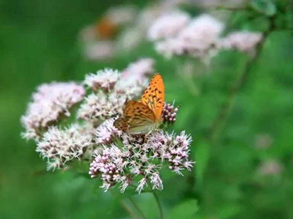 Papillon au Canon 5d MkII