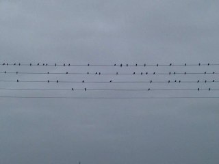 ΧΕΛΙΔΟΝΙΑ ΞΗΡΟΛΙΜΝΗ