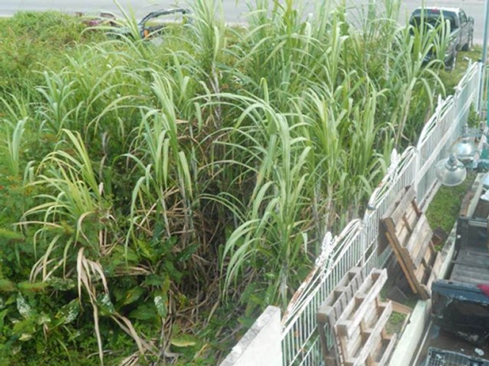 Guyana 2012