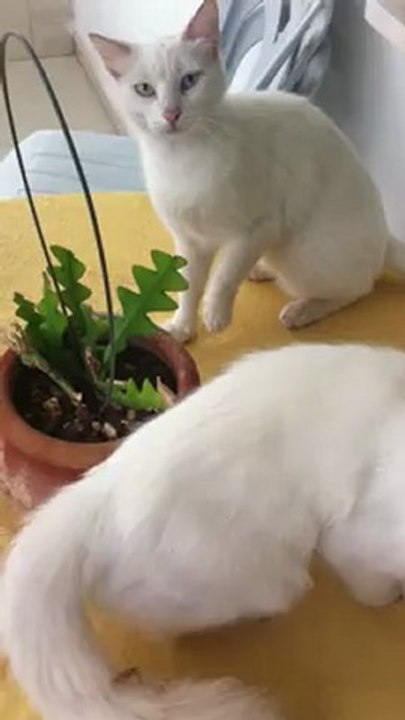 fights cats
