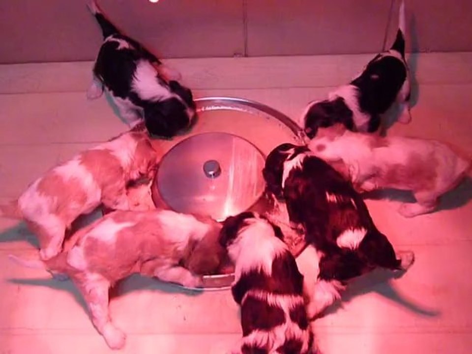 P1070603 DEBUT DU REPAS       chiots CAVALIER KING CHARLES