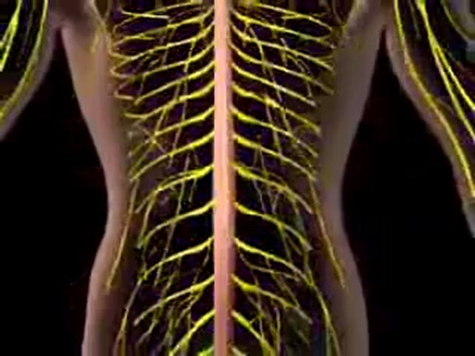 Diabetic Neuropathy (Understanding Disease_ Neurology)