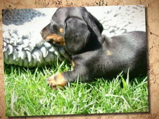 Top 10 Most Popular Dog Breeds in the World