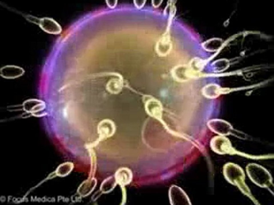 Reproductive System (Jr. Animated Atlas of Anatomy & Physiology)