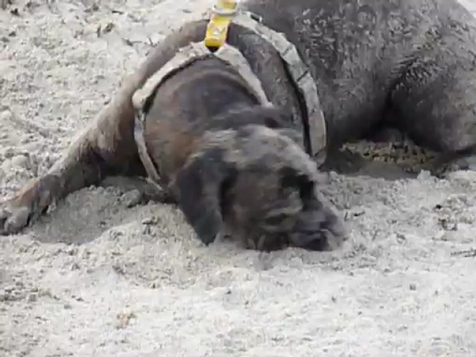 EWANE et EOLE   -  EWANE à la mer  -  vol.3