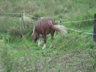 Danette en prairie et Bounty observe
