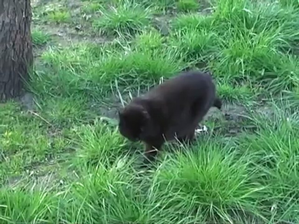 Der Schuldensozialismus des Sigmar Gabriel (SPD) Bauer Heinrich kommentiert!