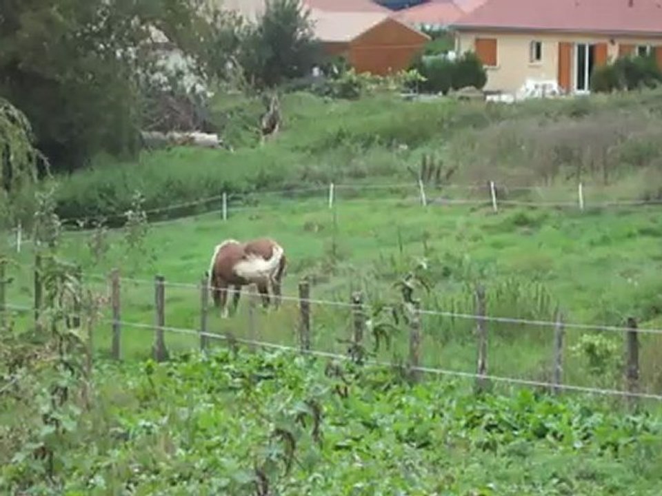 Deuxième moment de folie de Bounty