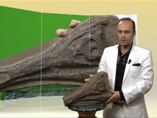 65 MİLYON YIL ÖNCE YAŞAMIŞ TİMSAH FOSİLİ