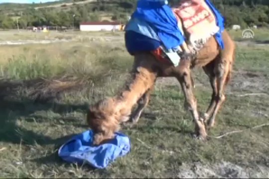 Devesiyle turizmin hizmetinde