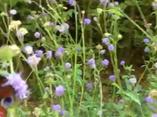 Marche au milieu des fleurs (IMG_1356)