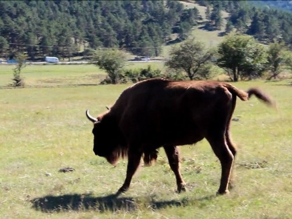 Bison...beauté de la nature