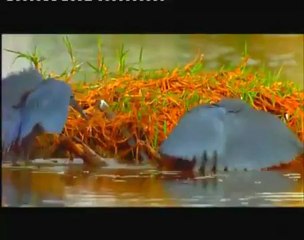 Танцы на воде